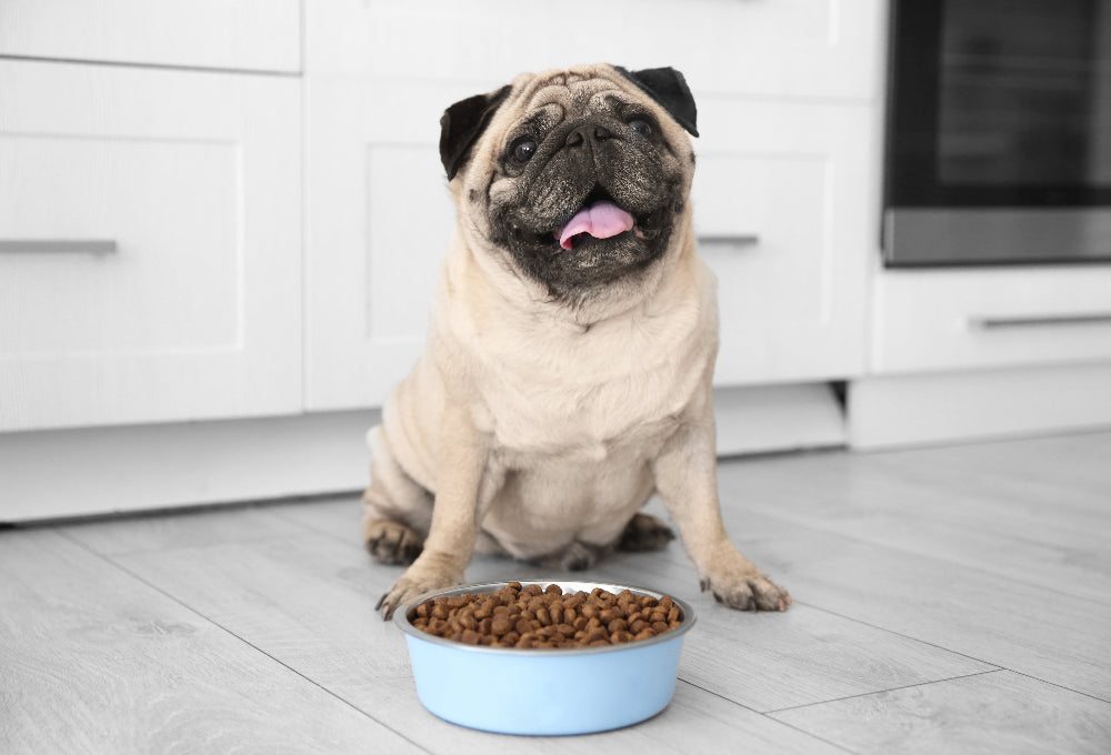 Dogs on a Long Protein Diet