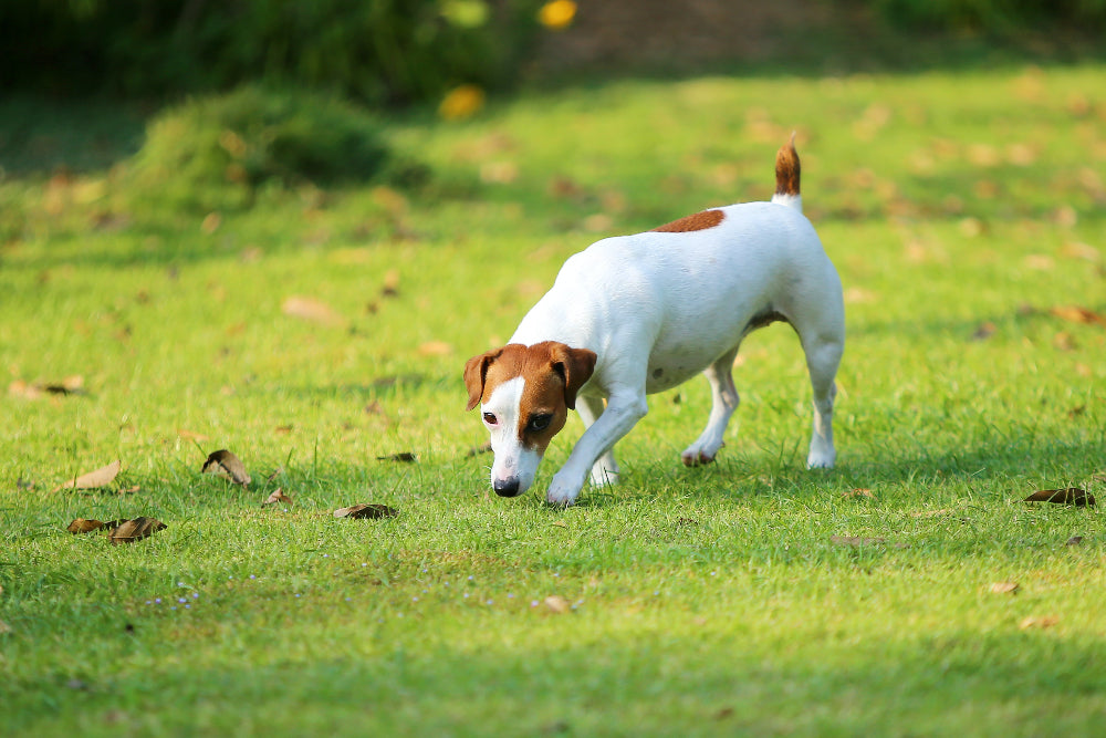 Dogs eating poop (coprophagia) may have digestive imbalances or enzyme deficiencies, requiring probiotic and enzyme support to improve gut health and behavior.