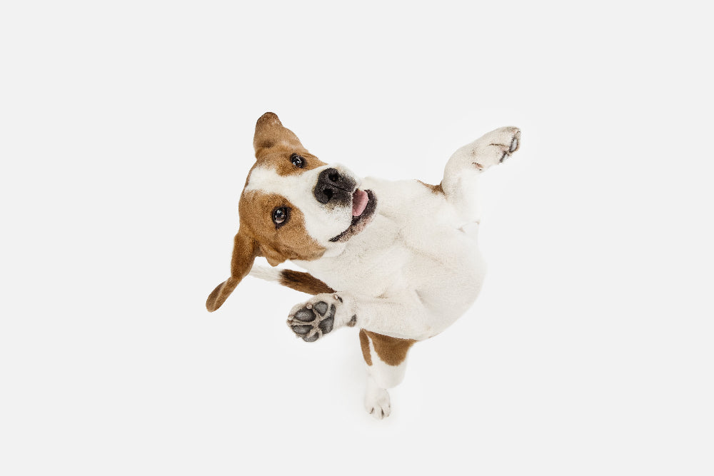 Dr. BY Colostrum Protein Soft Gel is a meat-free, allergy-safe supplement that boosts immunity (colostrum), enhances muscle strength (whey protein), and supports digestion & hydration (goat milk).